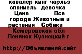  кавалер кинг чарльз спаниель -девочка › Цена ­ 45 000 - Все города Животные и растения » Собаки   . Кемеровская обл.,Ленинск-Кузнецкий г.